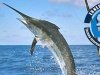 Concluye en Cuba torneo de pesca Ernest Hemingway