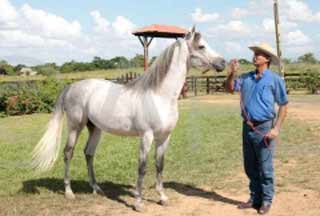 Cuba: equinos, turismo, frmula comercial renovadora