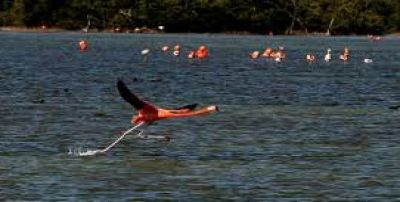 Cuba: Laguna de Guanaroca atrae a ms turistas extranjeros