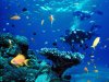 Propone Viajes Cubanacn aventura por fondo marino cubano