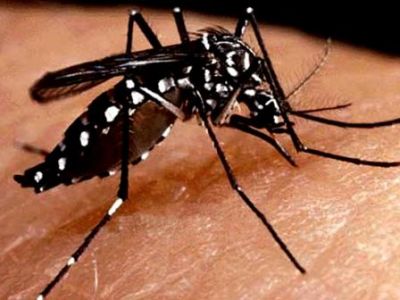 14vo. Curso Internacional de Dengue