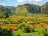 Viales
