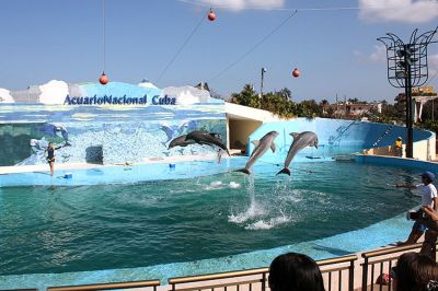 Acuario Nacional de Cuba ser un parque temtico de primer nivel.
