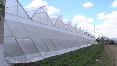 Ampliar Cuba desarrollo de cultivos protegidos