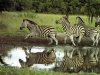 Animales de Africa para turismo cubano