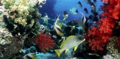 Concluye maana concurso internacional de fotos submarinas en Cuba