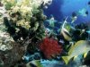 Concluye maana concurso internacional de fotos submarinas en Cuba