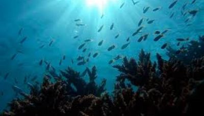 Concurso de fotografa subacutica ser en islote cubano Cayo Largo del Sur