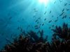 Concurso de fotografa subacutica ser en islote cubano Cayo Largo del Sur
