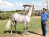 Cuba: equinos, turismo, frmula comercial renovadora