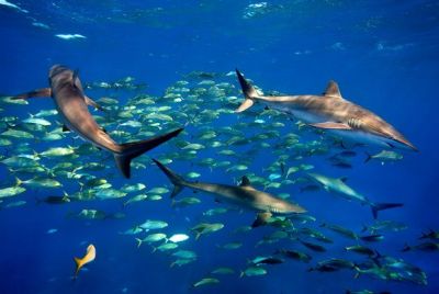 Jardines de la Reina, zona para turismo especializado en Cuba