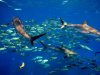 Jardines de la Reina, zona para turismo especializado en Cuba
