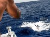 Torneo Internacional de Pesca de la Aguja Ernest Hemingway.
