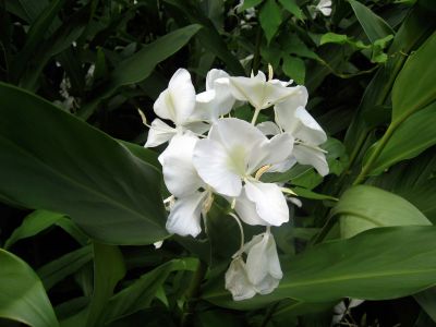 A vivir la naturaleza de Cuba, convida Ecotur